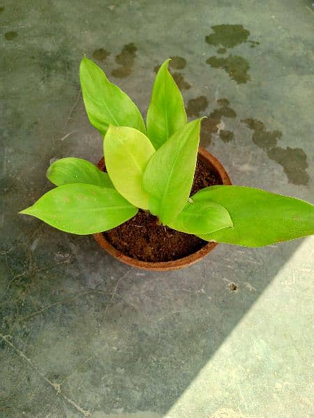 yellow money plant broken heart pink money plant white money plant 18