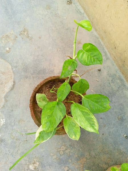 yellow money plant broken heart pink money plant white money plant 19