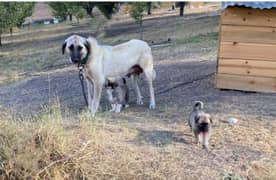 kangal shaperd puppy 0