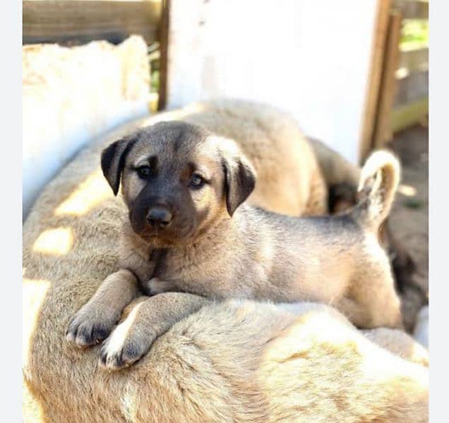 kangal shaperd puppy 1