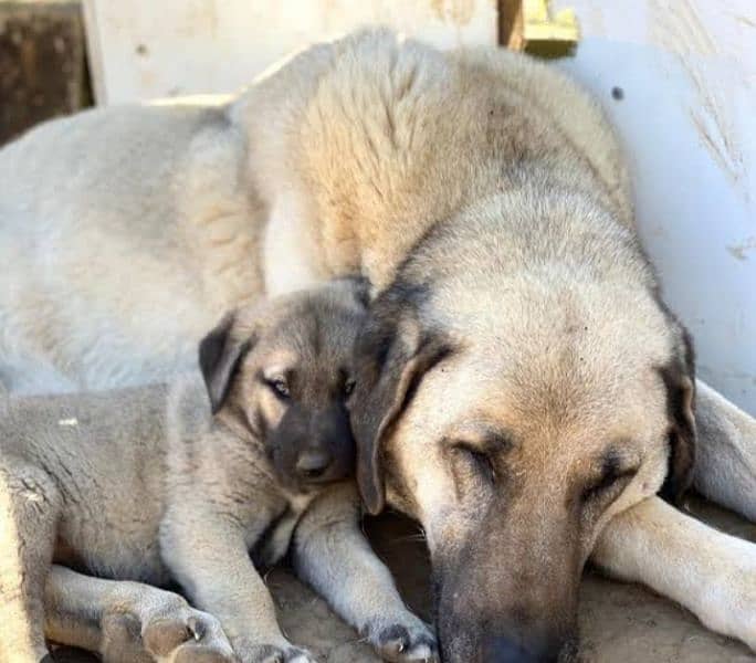 kangal shaperd puppy 2