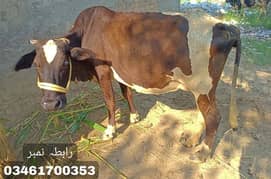 cow with baby for sale landline Number use only for Any informations 0