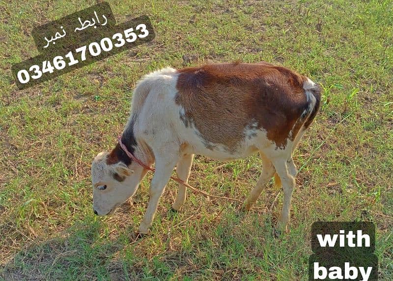 cow with baby for sale landline Number use only for Any informations 1