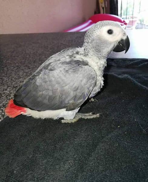 0322/2963727 contact Whatsapp african gray parrot for sale 1