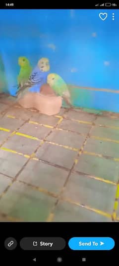 5 Australian budgies for sale