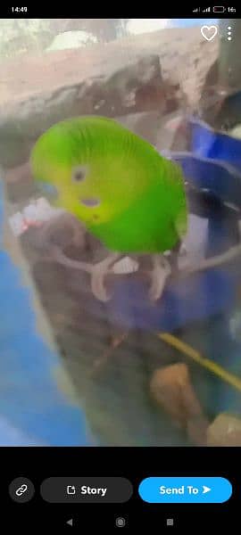 5 Australian budgies for sale 1