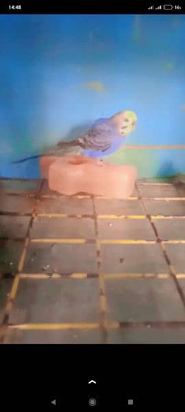 5 Australian budgies for sale 2