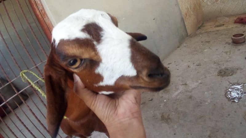 Bakri 3