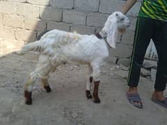 Crose bakra 03145387877