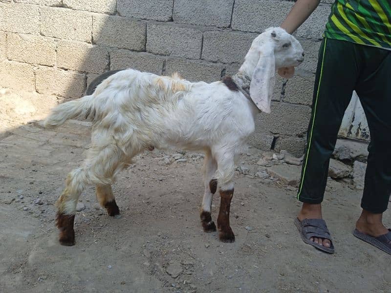 Crose bakra 03145387877 0