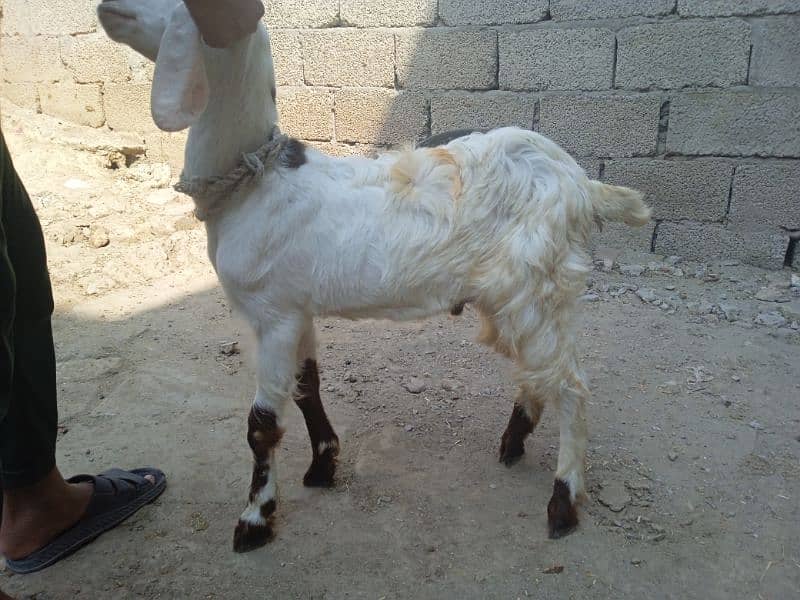 Crose bakra 03145387877 1