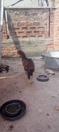 Japanese shamo hen