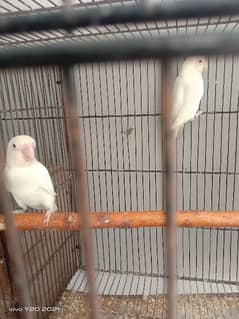 lovebirds breeder pair