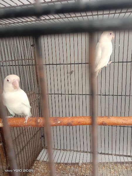 lovebirds breeder pair 0