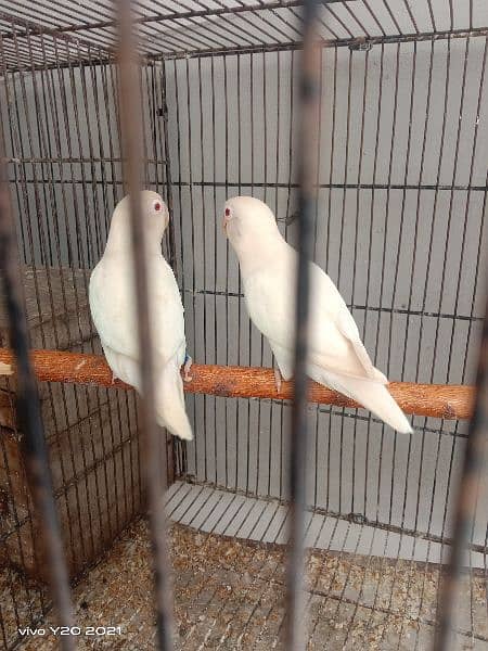 lovebirds breeder pair 1