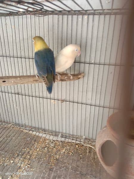 lovebirds breeder pair 2