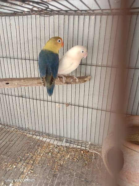 lovebirds breeder pair 3