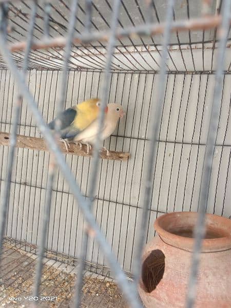 lovebirds breeder pair 6