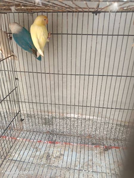 lovebirds breeder pair 7