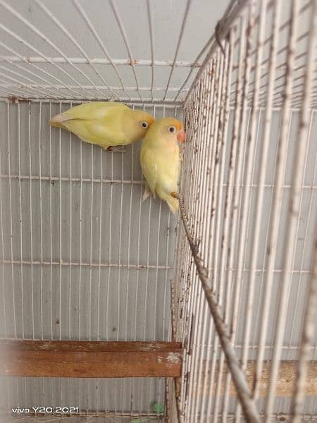 lovebirds breeder pair 8