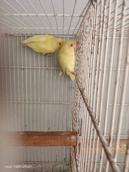 lovebirds breeder pair 9