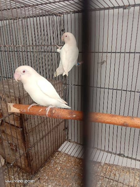 lovebirds breeder pair 10