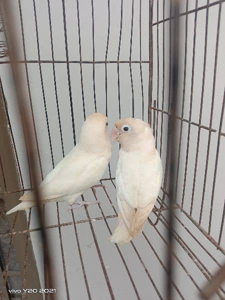 lovebirds breeder pair 11