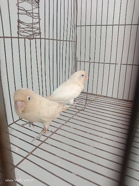 lovebirds breeder pair 12