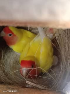 cocktails and lovebirds breeder pair and cages