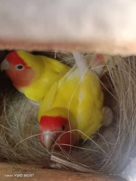 lovebirds breeder pair 13