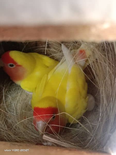 lovebirds breeder pair 14