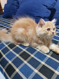 pure persian tripple coated female kitten for sale