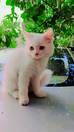 Persian cat for sale pur white