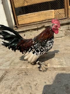 Rare Long Tail Multi Color Japanese chicken.