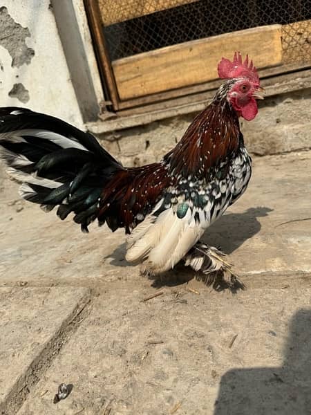 Rare Long Tail Multi Color Japanese chicken. 1