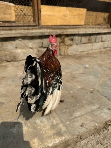 Rare Long Tail Multi Color Japanese chicken. 2