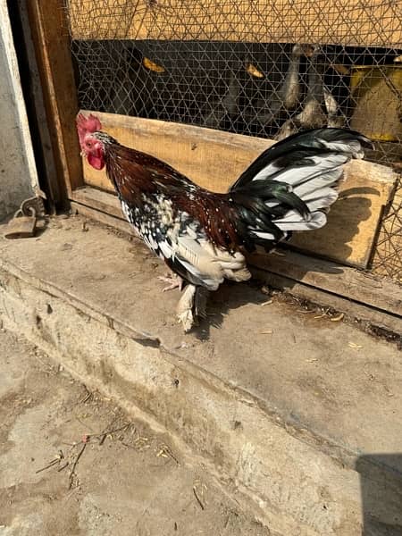 Rare Long Tail Multi Color Japanese chicken. 3