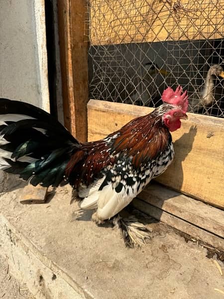 Rare Long Tail Multi Color Japanese chicken. 4