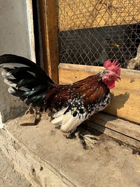 Rare Long Tail Multi Color Japanese chicken. 5