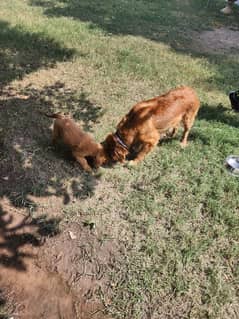 male/ female Golden Retriever Puppies