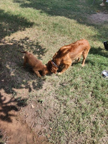 male/ female Golden Retriever Puppies 0