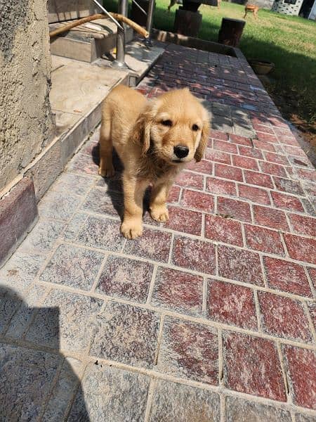 male/ female Golden Retriever Puppies 1