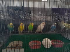 Australians & Hogoromo Parrots 0