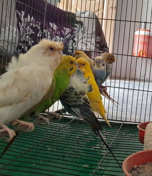 Australians & Hogoromo Parrots 3