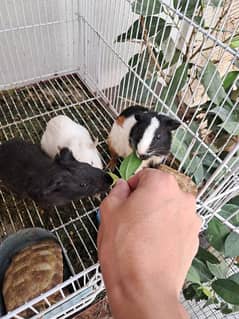 Cute Guinea Pigs(cavies]