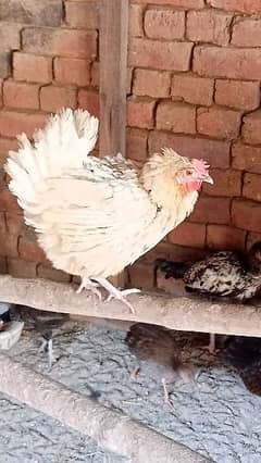 Kurak Murgi Hen For Sale Pary wali Murgi