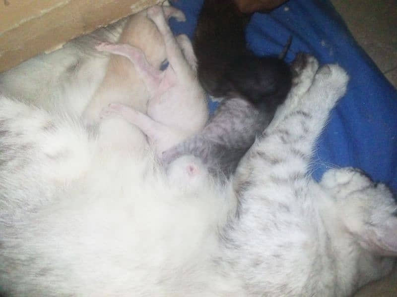 Mom cat and cats baby 4baby 1