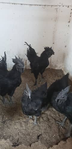 Ayam cemani black tongue pullets 0