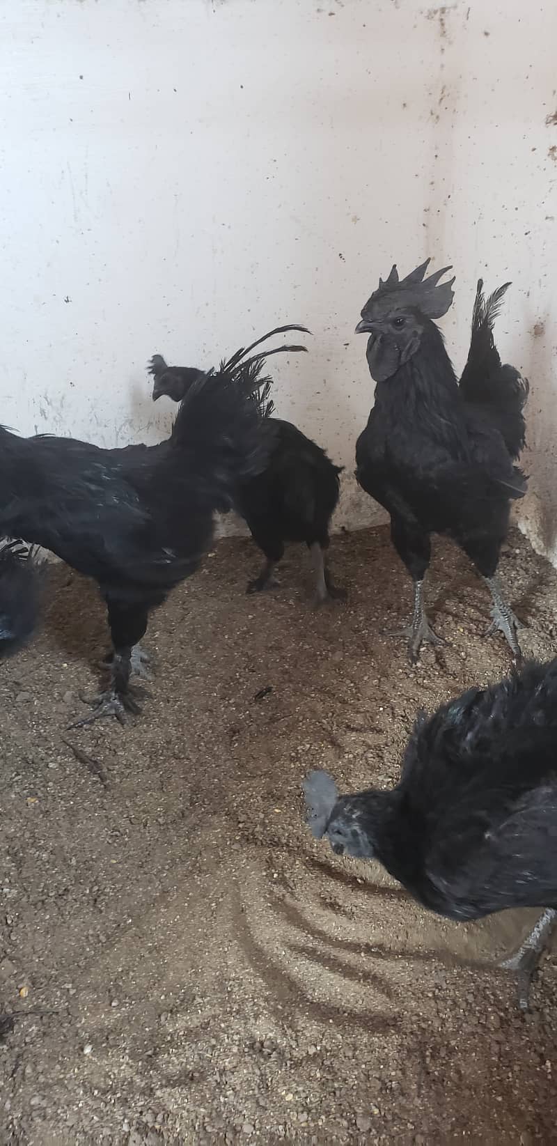 Ayam cemani black tongue pullets 1