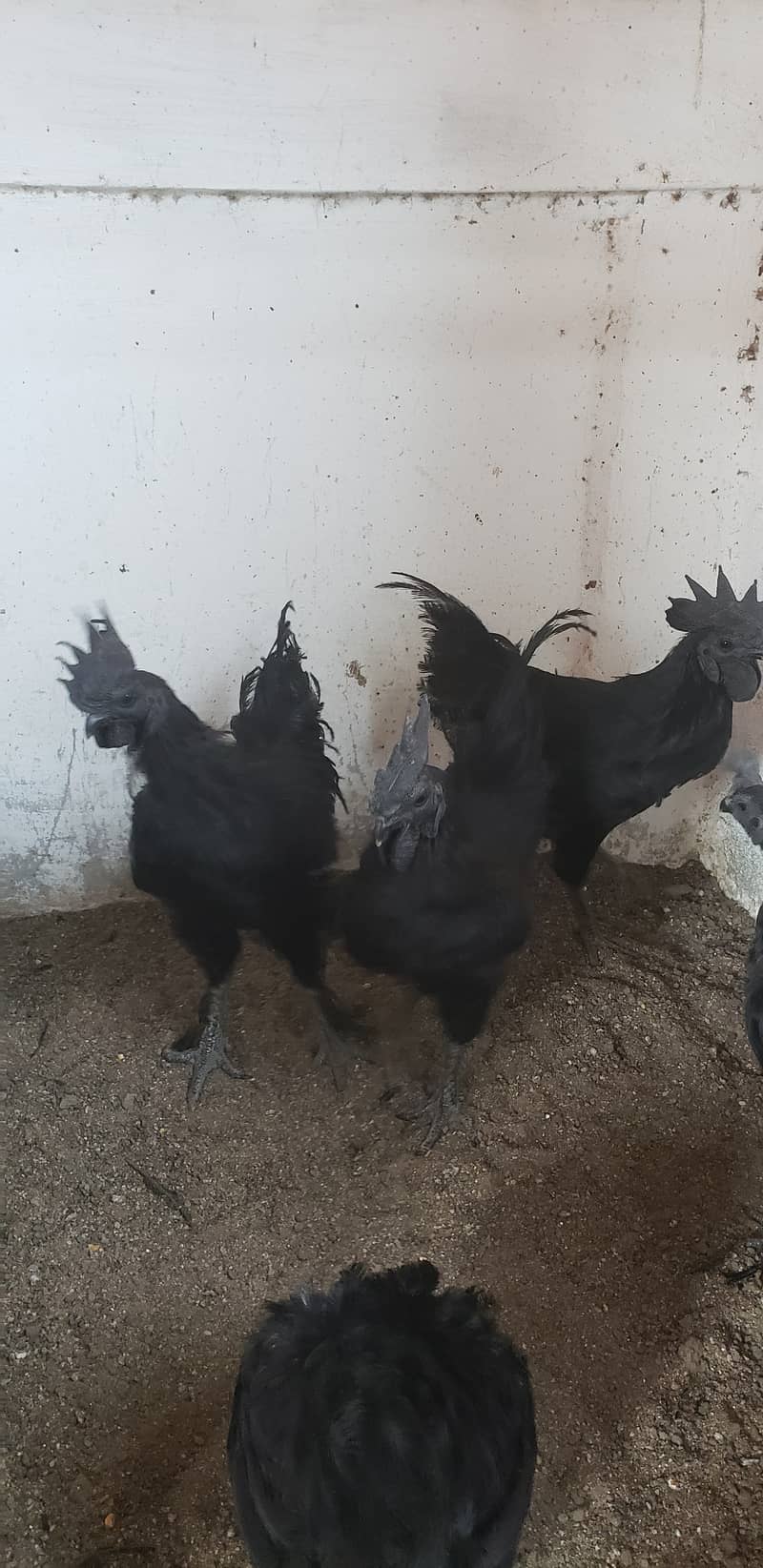 Ayam cemani black tongue pullets 2